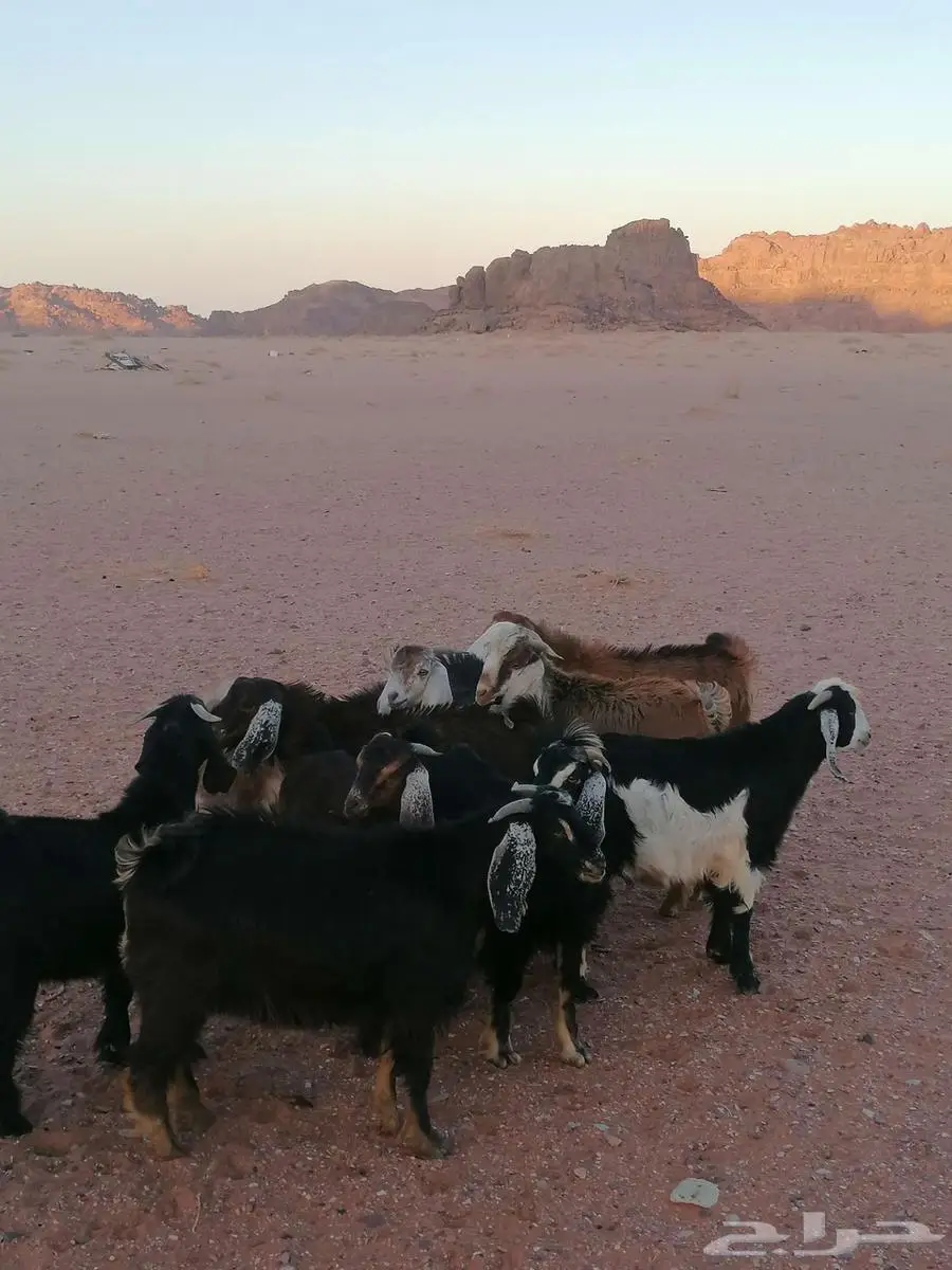تيوس بريه 1
