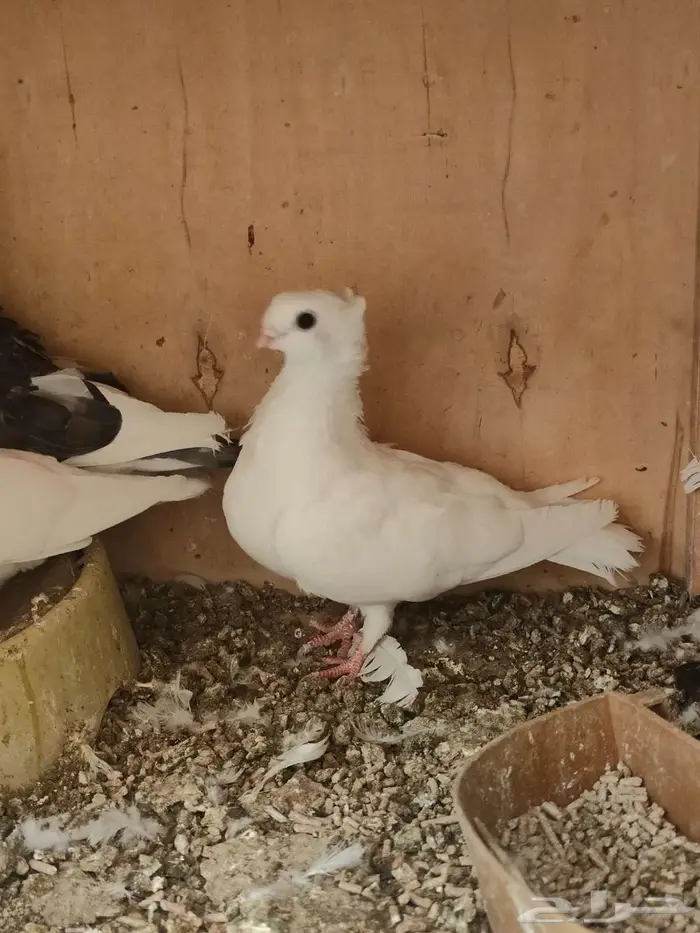 للبيع حمام زينه طبات قطني حب رمان الاحساء 2