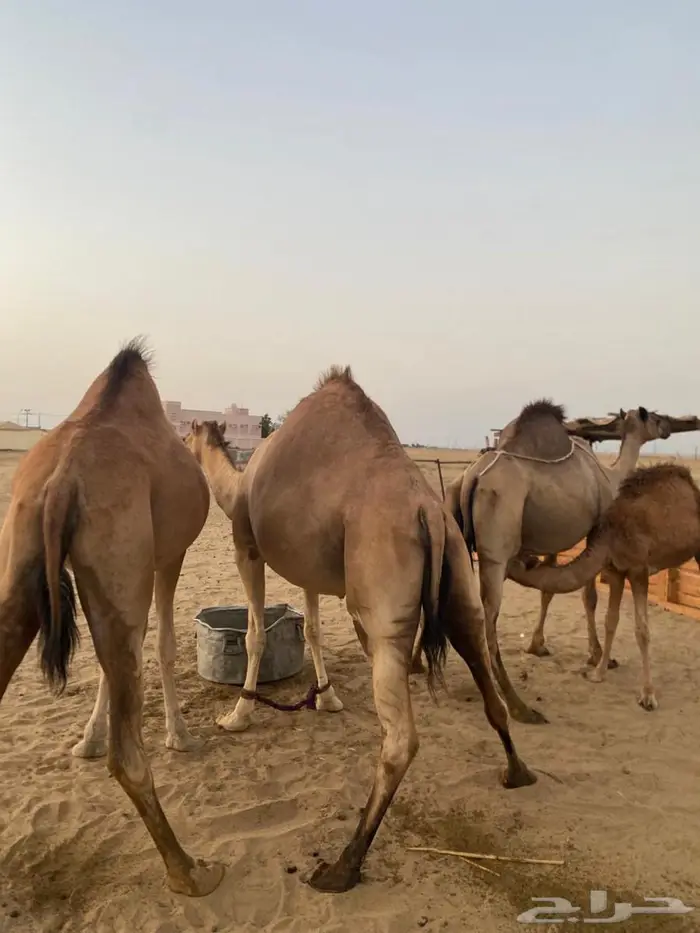 أبل للبيع مشاءالله تبارك الله 0