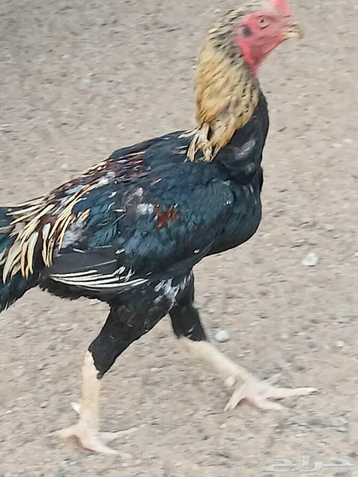 ديك سندي للبيع 2