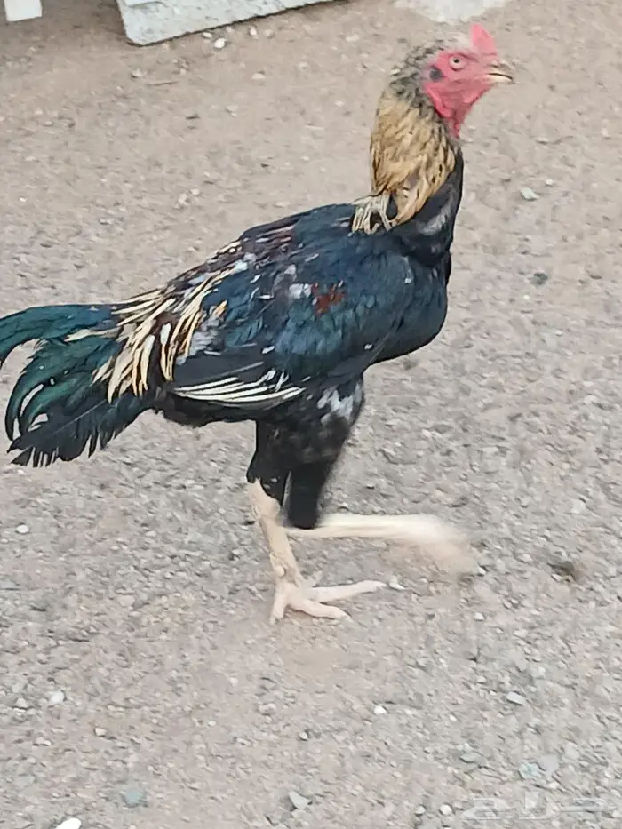 ديك سندي للبيع 1