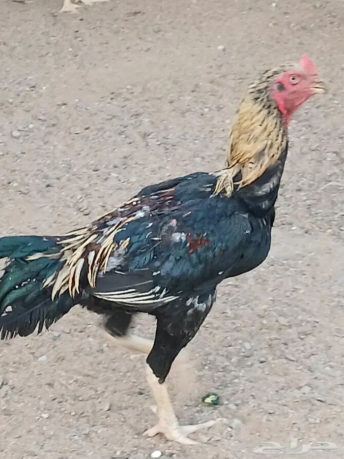 ديك سندي للبيع 0