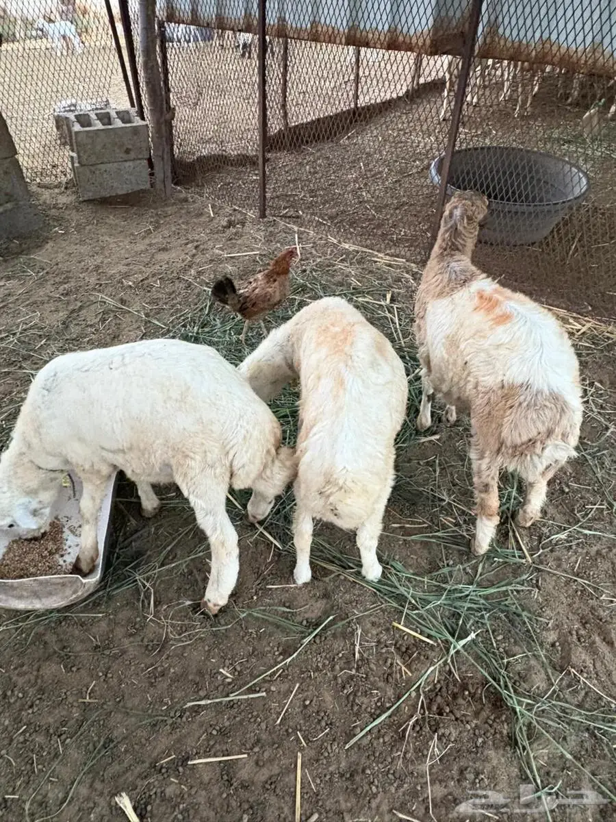 كباشة بلدي ( تم البيع 0