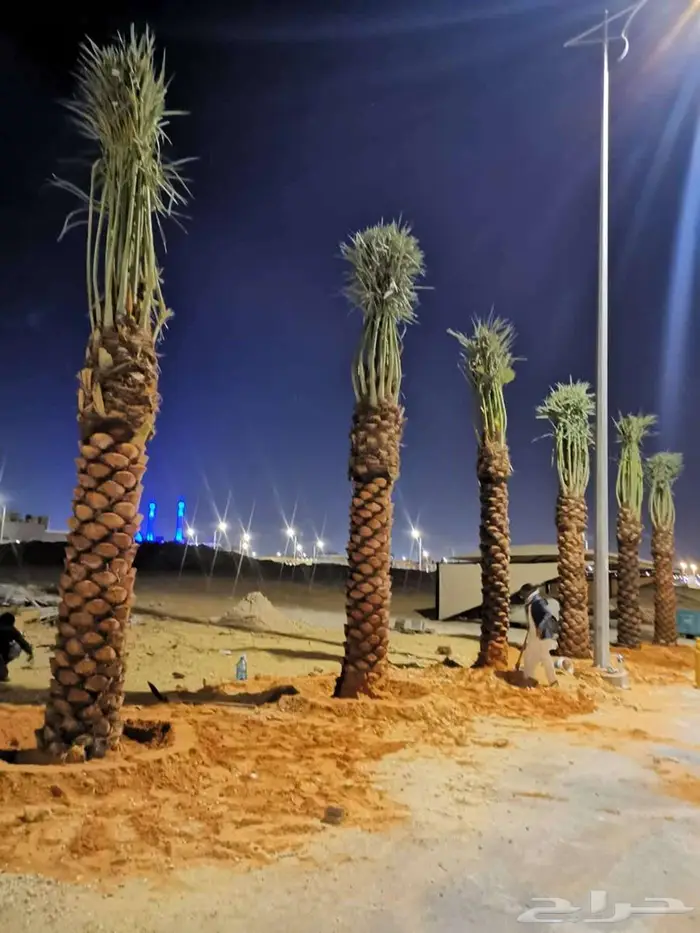 انخل للبيع 4