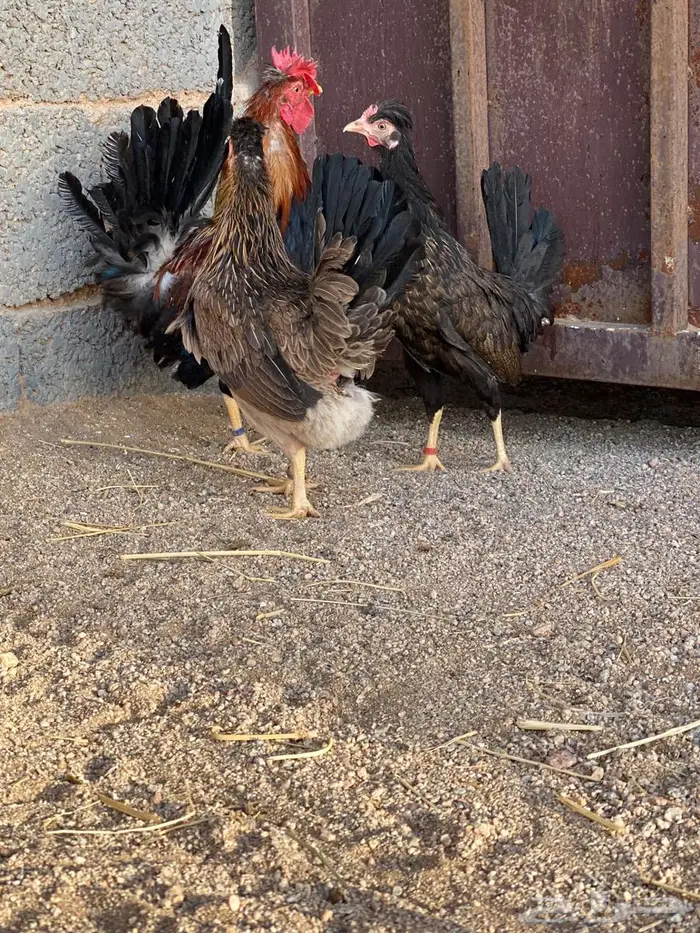 دجاج افرق عربي 7