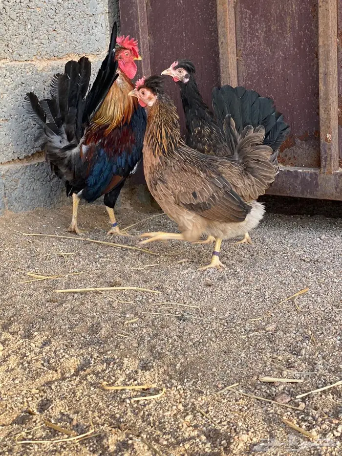 دجاج افرق عربي 6