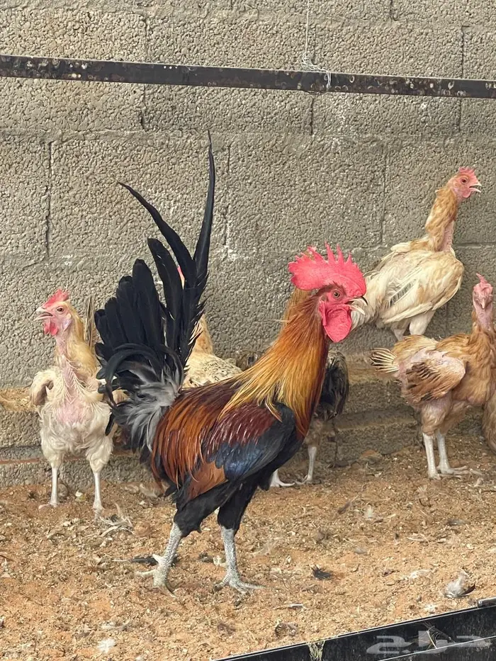 ديك عربي سيافي 1