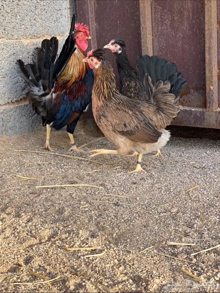 دجاج افرق عربي 1
