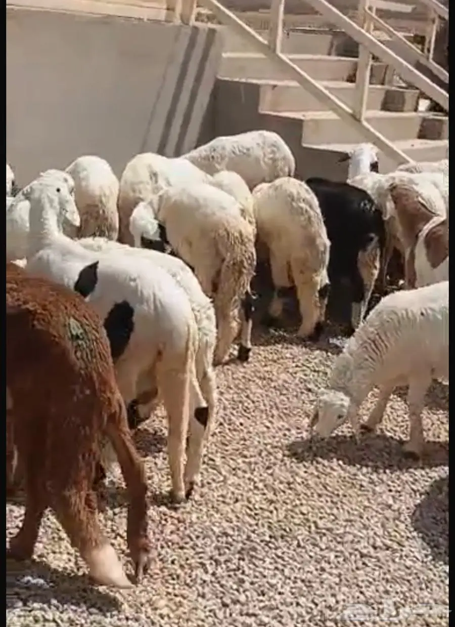ذبايح سواكن 3