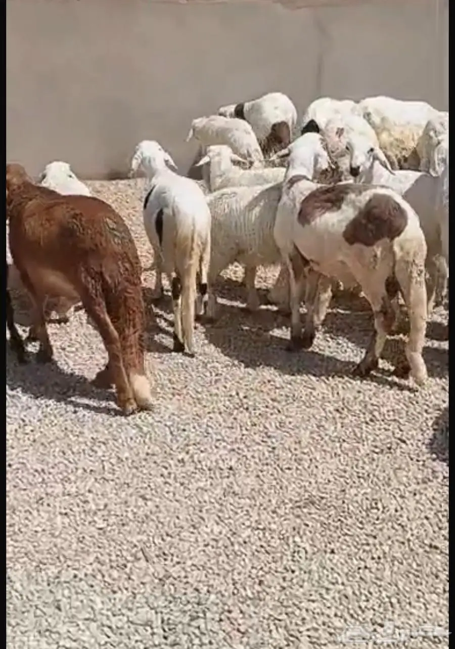 ذبايح سواكن 2