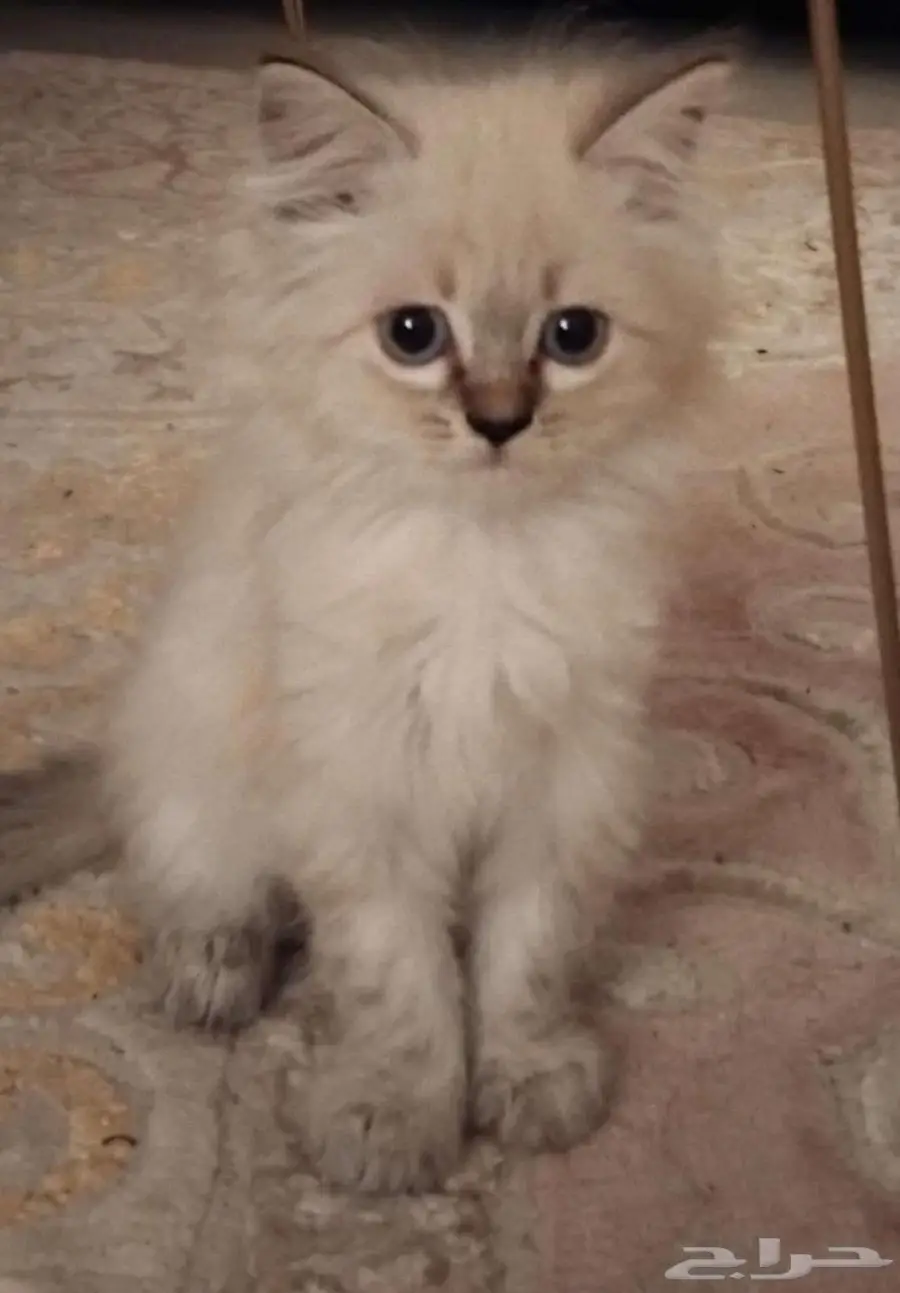 قطه صغيره 0