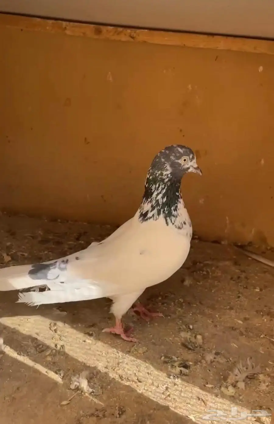 ذكر جونسر 0