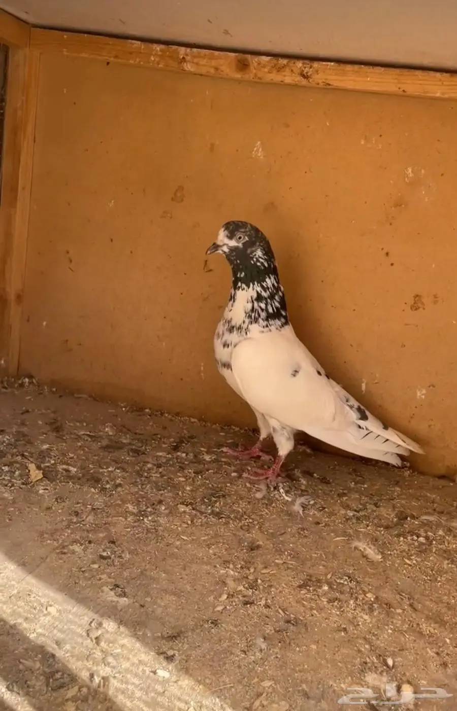 ذكر جونسر 2