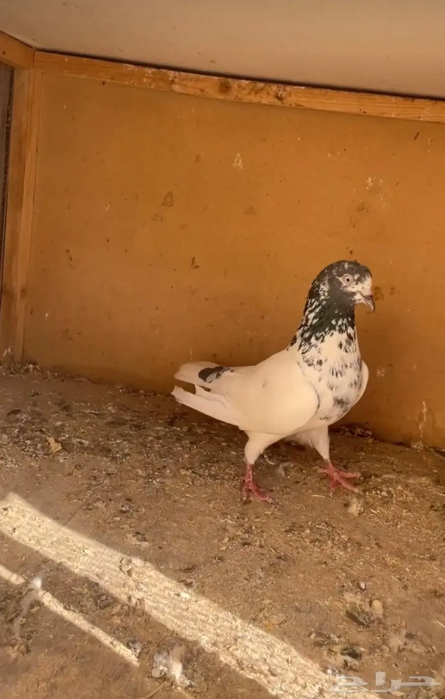 ذكر جونسر 1