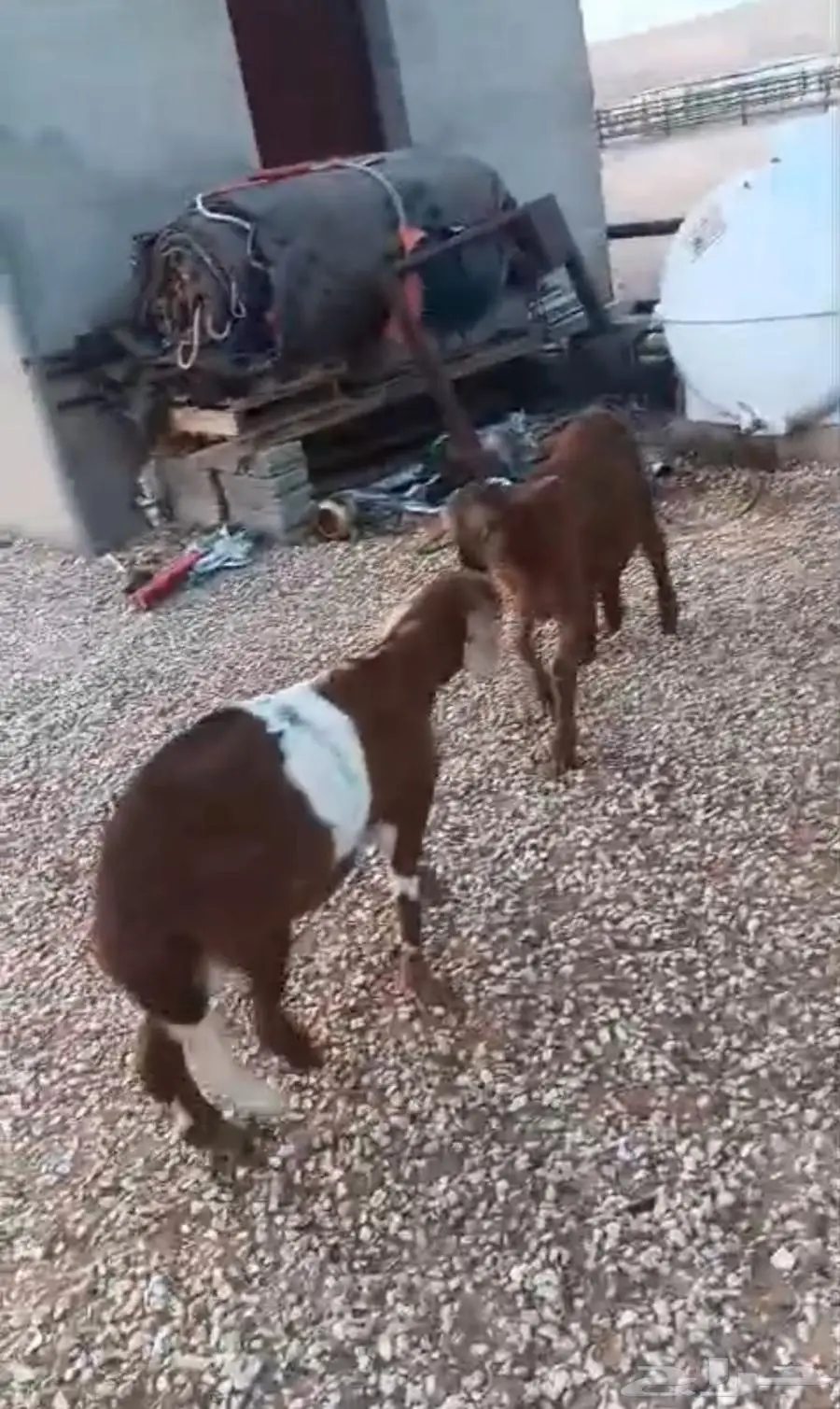 ذبايح سواكن 4