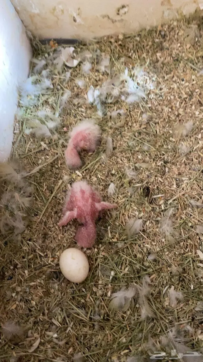 جوزين روز منتجه 1