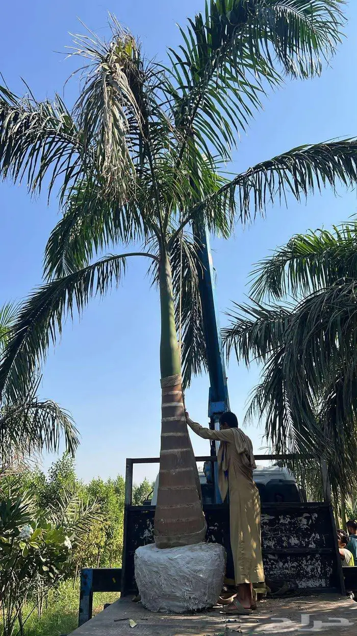 انخل للبيع 1