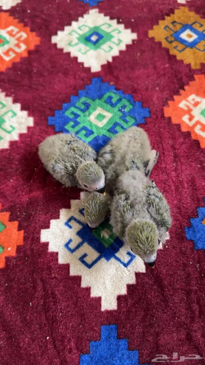 فروخ روز فرخ روز 2