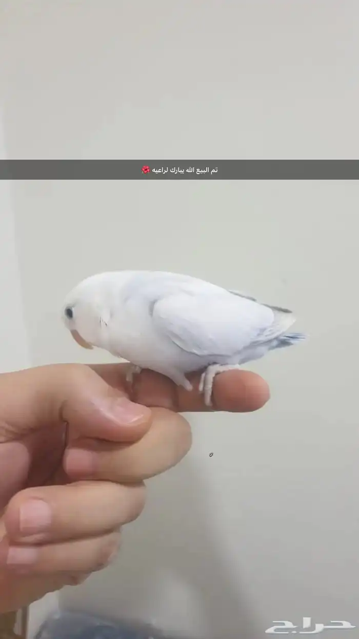 فرخ روز اليف 0