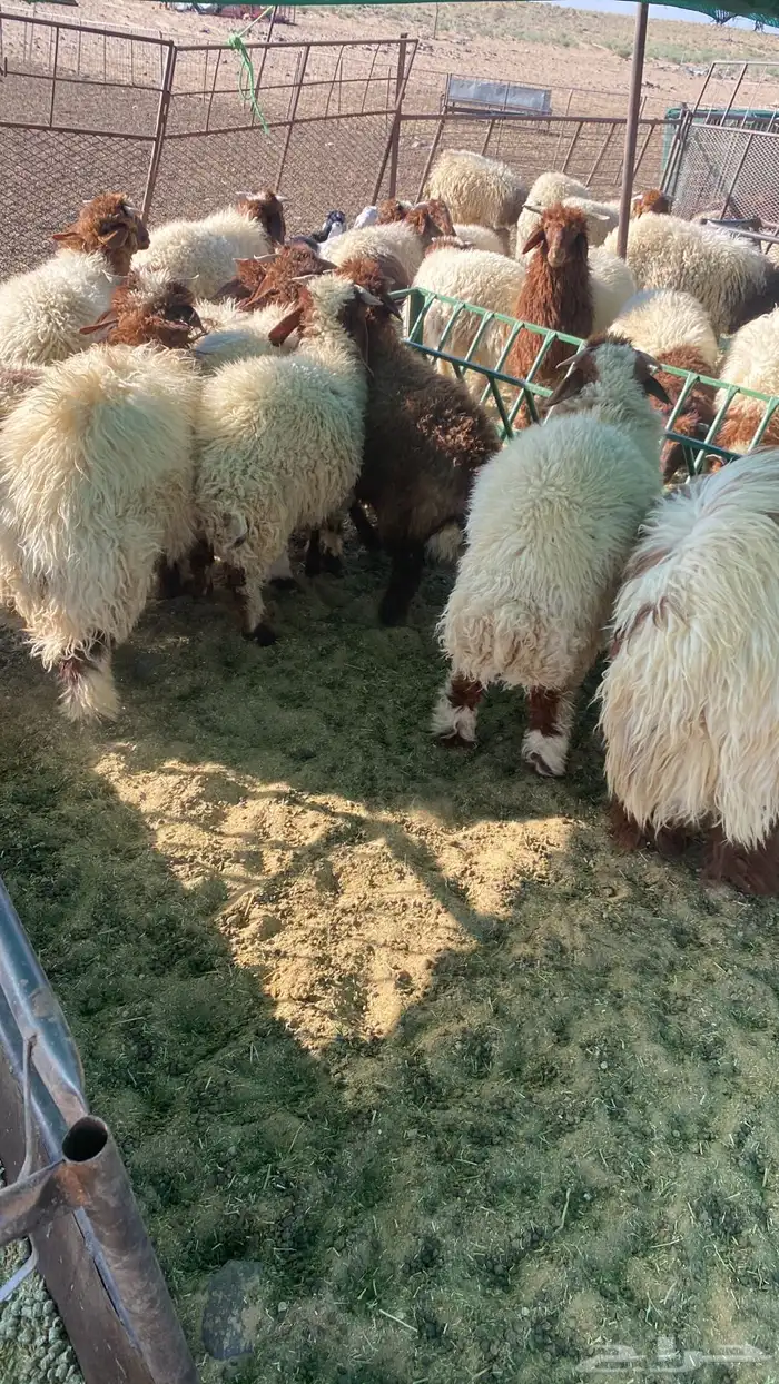 بهم نعيم خرفان العدد 44 1