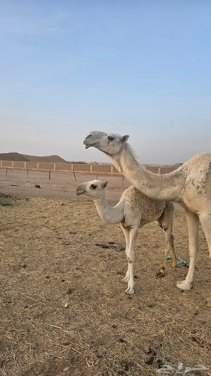 ناقة وضحى تحتها بكرة (تم البيع) 2