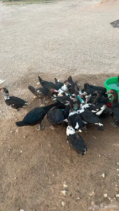 بط بحل العدد 40 حبه 0
