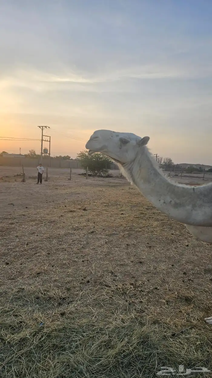 ناقة وضحى تحتها بكرة (تم البيع) 6