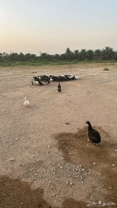 بط بحل العدد 40 حبه 1