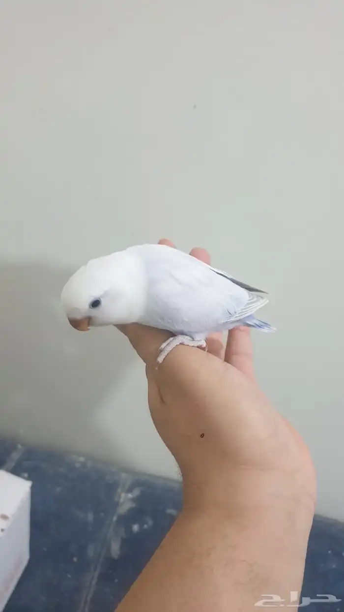 فرخ روز اليف 1