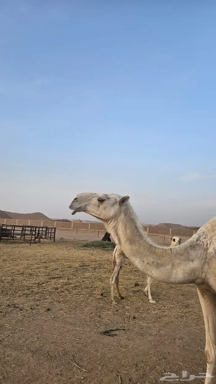 ناقة وضحى تحتها بكرة (تم البيع) 7