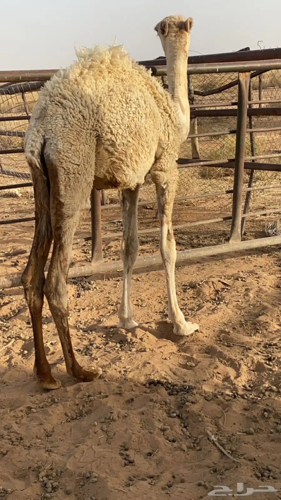 بكره للبيع 0
