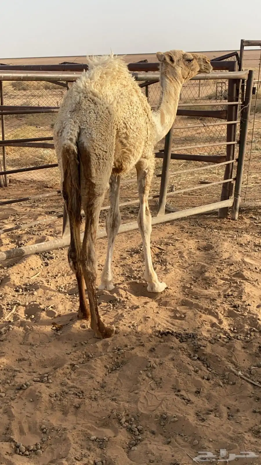 بكره للبيع 1