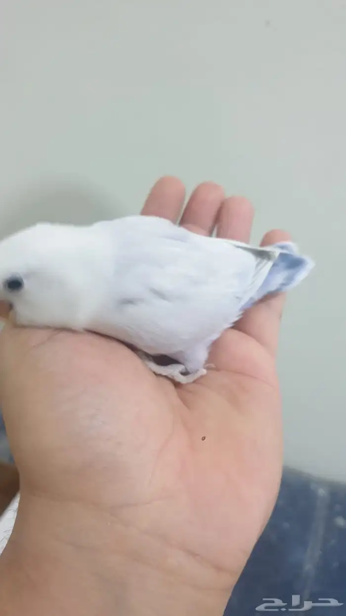 فرخ روز اليف 2