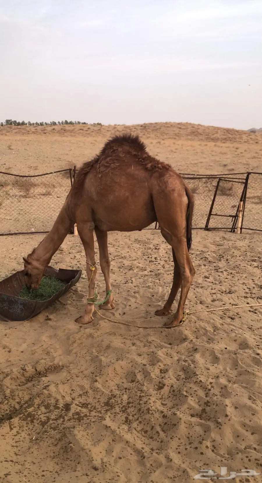 قعود حاشي للبيع 1