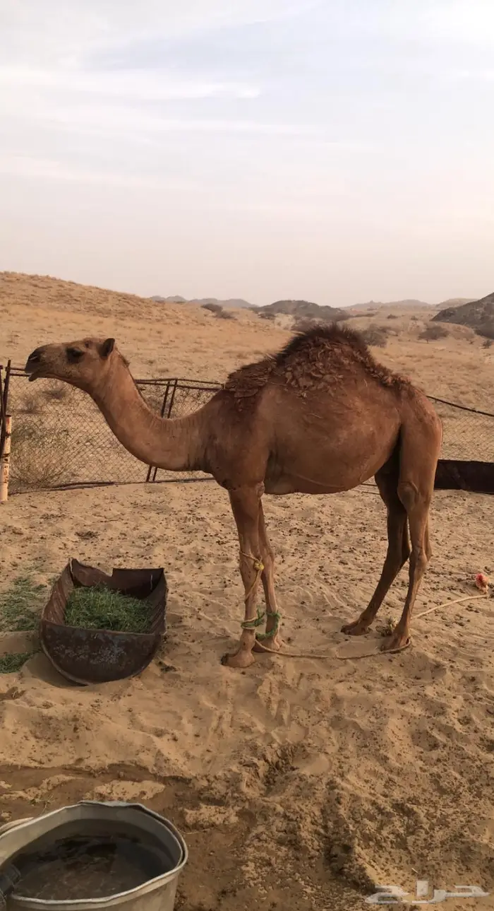 قعود حاشي للبيع 0