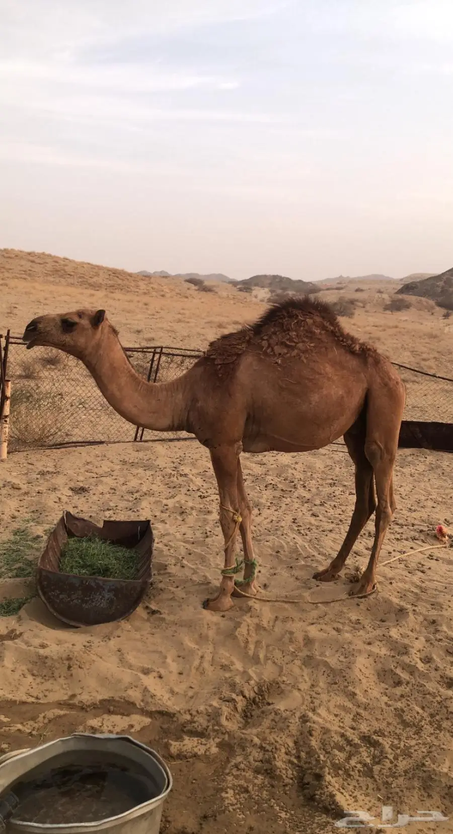قعود حاشي للبيع 0