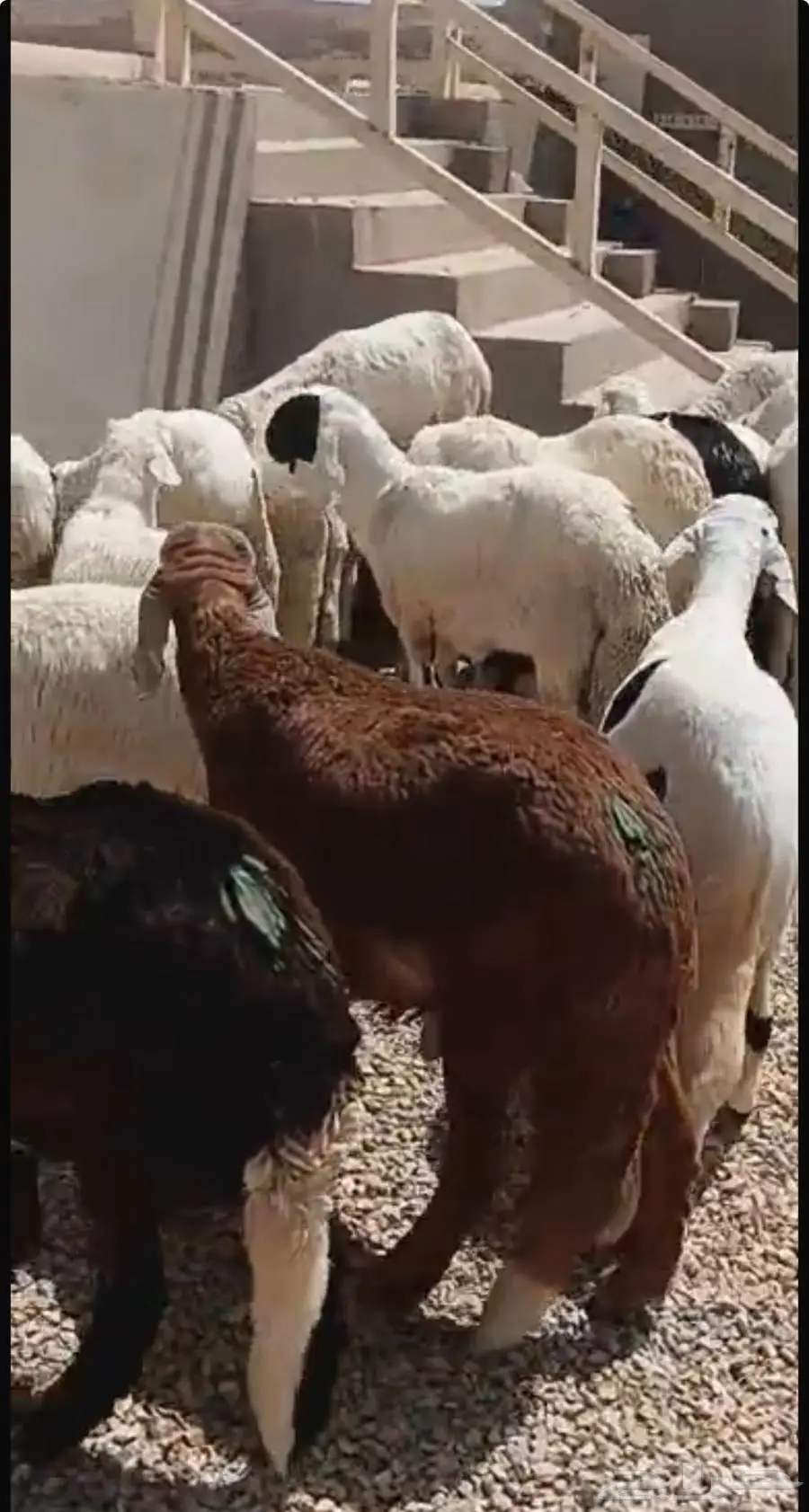 ذبايح سواكن 5
