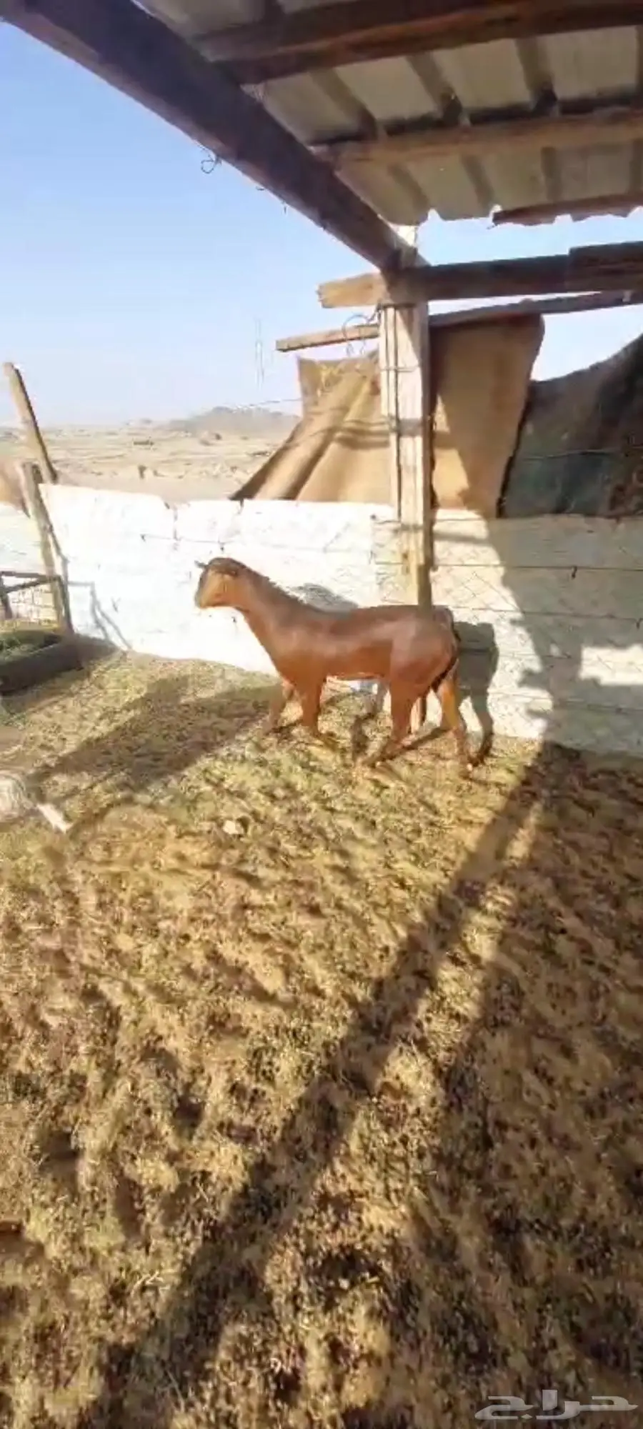 فحول معزا ابيض واحمر واسود. وخلفه 1
