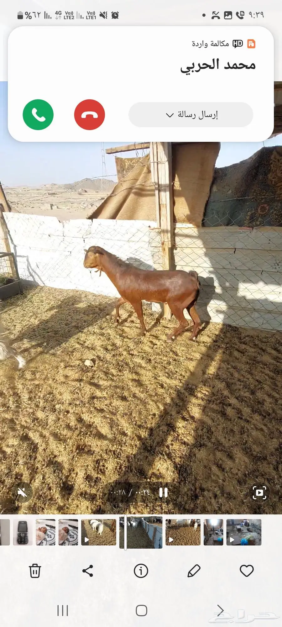 فحول معزا ابيض واحمر واسود. وخلفه 0