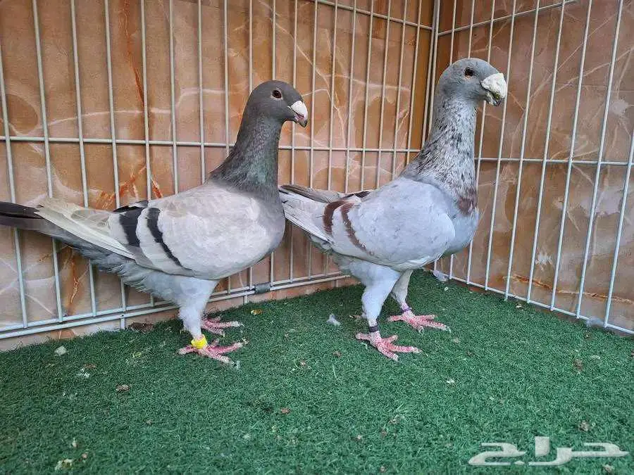 جوز هومر معه فرخين 2