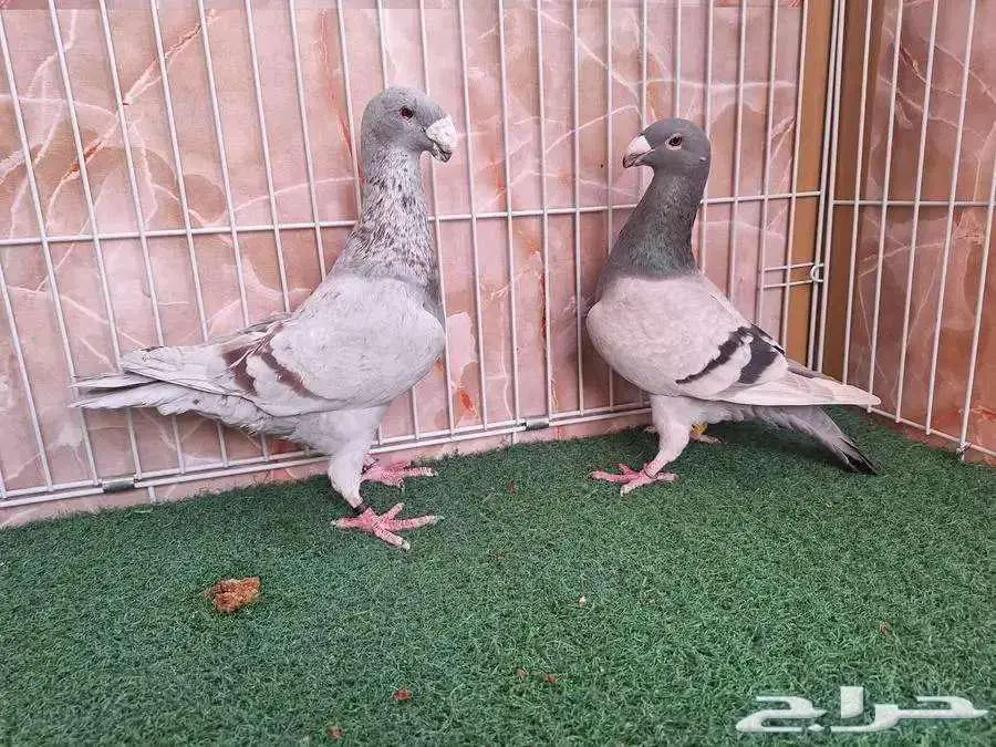 جوز هومر معه فرخين 0
