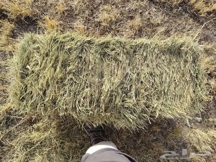 علف بلوبنك للبيع 0