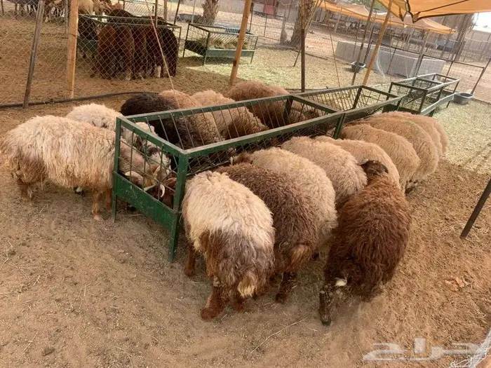 حلال تربية علي الشرط برابر تيوس نعيمي سواكن 2