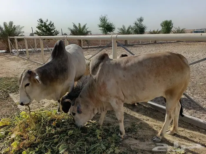 عجل حسيل بلدي 0