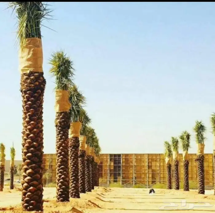 انخل للبيع 6