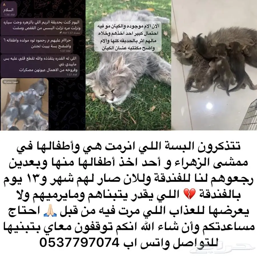 قطه واطفالها للتبني 0