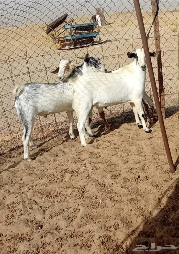 ذبايح طليان وتيوس حلال بر ونضيف معى امكانيه الذبح والتوصيل 5