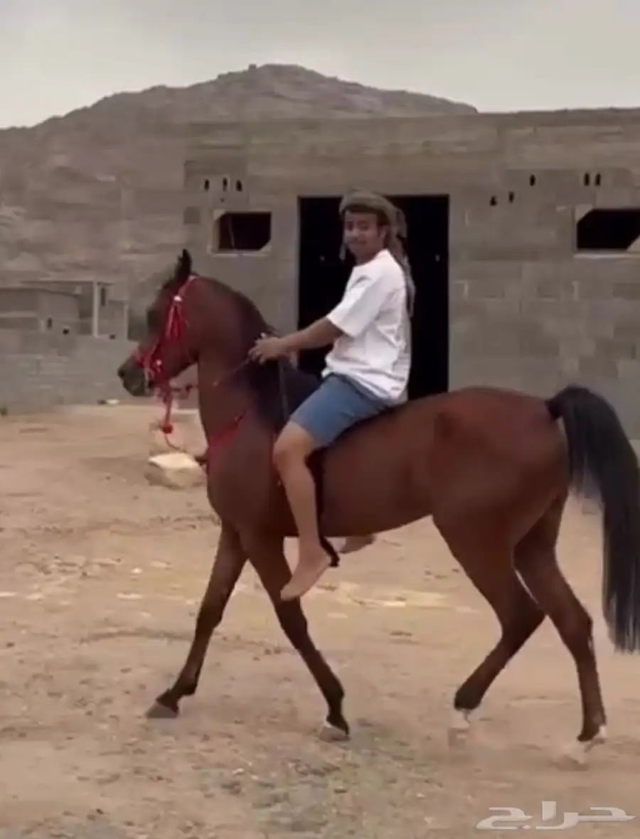 مهره شعبيه معسوفه 4