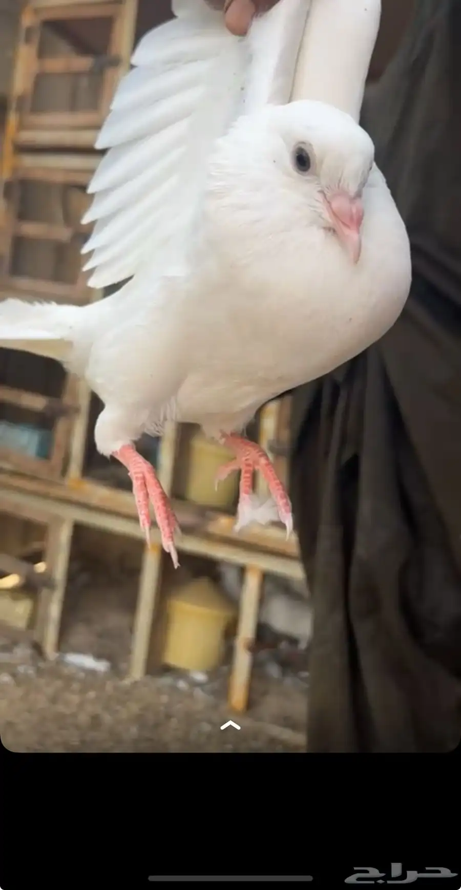 فروخ زغليل 1