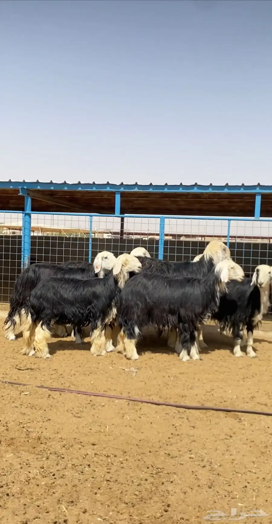 رخال نجد صنف 1